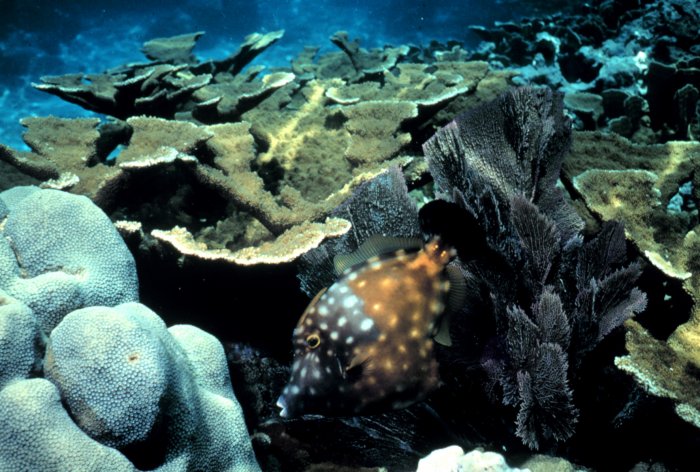 Introduction - The Biology of Coral Reef's WebQuest